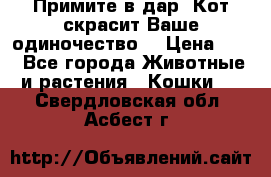 Примите в дар. Кот скрасит Ваше одиночество. › Цена ­ 0 - Все города Животные и растения » Кошки   . Свердловская обл.,Асбест г.